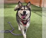 Small Siberian Husky Mix