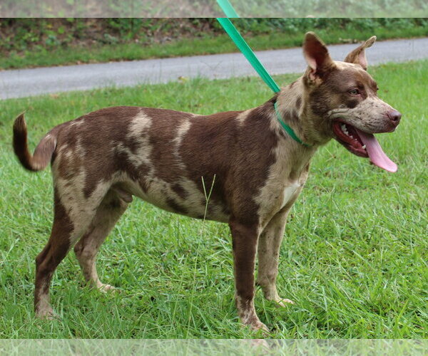 Medium Photo #2 Catahoula Leopard Dog-Unknown Mix Puppy For Sale in Prattville, AL, USA