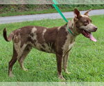 Small #1 Catahoula Leopard Dog Mix