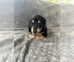 Small #17 Dachshund