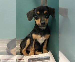 Dachshund-Unknown Mix Dogs for adoption in San Antonio, TX, USA