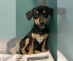 Small Dachshund Mix