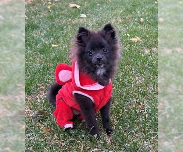 Medium Photo #1 Pomeranian Puppy For Sale in Wheaton, IL, USA