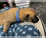 Small Photo #180 Belgian Malinois Puppy For Sale in REESEVILLE, WI, USA
