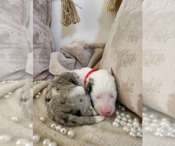 Medium Photo #79 Sheepadoodle Puppy For Sale in LEHI, UT, USA