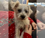 Small #6 Cairn Terrier Mix