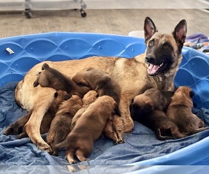 Malinois Litter for sale in BUCKEYE, AZ, USA