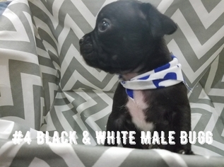 Buggs Puppy for sale in HARLINGEN, TX, USA