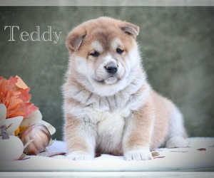 Shiba Inu Puppy for Sale in PLATTEVILLE, Wisconsin USA