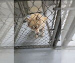 Small #2 Siberian Husky