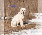Small Photo #5 Central Asian Shepherd Dog Puppy For Sale in Winnipeg, Manitoba, Canada