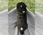 Small #2 Bernese Mountain Dog