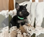 Small #4 German Shepherd Dog