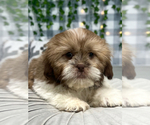 Puppy Rex Shih Tzu