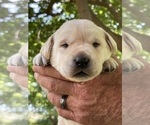 Small Photo #11 Labrador Retriever Puppy For Sale in BROWNS VALLEY, CA, USA