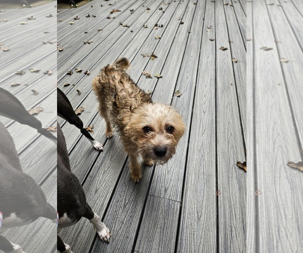 Medium Photo #4 Mutt Puppy For Sale in Catasauqua, PA, USA