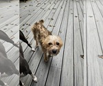 Small #3 Mutt