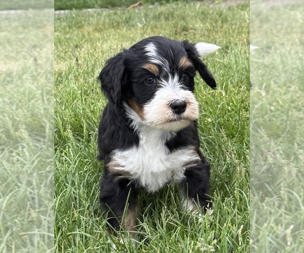 Medium Photo #5 Bernedoodle Puppy For Sale in LONGMONT, CO, USA