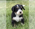 Small #4 Bernedoodle