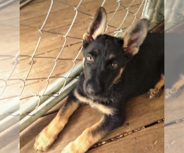 Medium Photo #1 German Shepherd Dog Puppy For Sale in RICHMOND, KY, USA