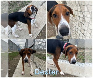 Mutt Dogs for adoption in Pierceton , IN, USA