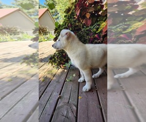 Medium German Shepherd Dog