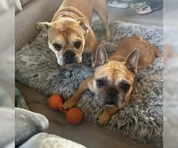 Medium Photo #2 French Bulldog Puppy For Sale in Jackson Township, NJ, USA