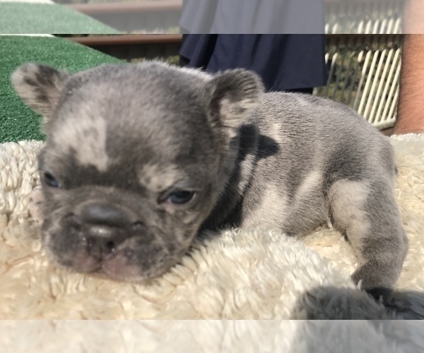 Medium Photo #40 French Bulldog Puppy For Sale in PLACERVILLE, CA, USA