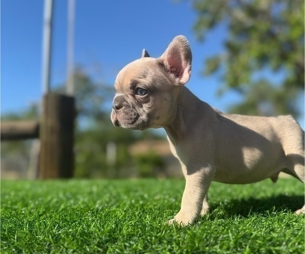 Medium Photo #2 French Bulldog Puppy For Sale in ATLANTA, GA, USA
