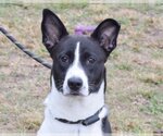 Small Canaan Dog-Pointer Mix