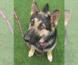 German Shepherd Dog Dogs for adoption in Sacramento, CA, USA