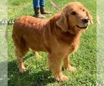 Small Photo #6 Golden Retriever Puppy For Sale in WEST ALEXANDRIA, OH, USA