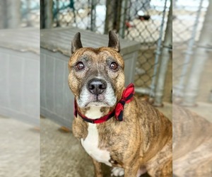 Mutt Dogs for adoption in New London, WI, USA