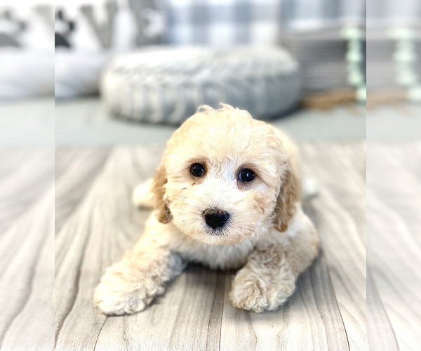 Medium Photo #5 Poodle (Miniature) Puppy For Sale in MARIETTA, GA, USA