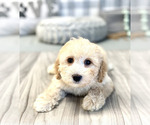 Small Photo #5 Poodle (Miniature) Puppy For Sale in MARIETTA, GA, USA