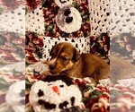 Small Photo #10 Dorgi Puppy For Sale in HURST, IL, USA