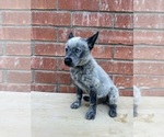 Small #9 Texas Heeler