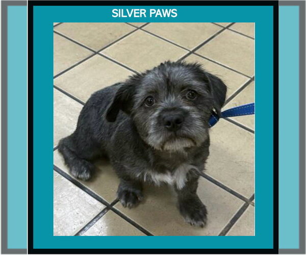 Medium Photo #1 Mutt Puppy For Sale in Royal Palm Beach, FL, USA