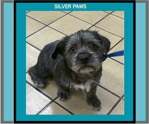 Mutt Dogs for adoption in Royal Palm Beach, FL, USA