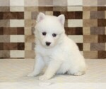 Small #3 Pomsky