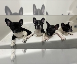 French Bulldog Puppy for sale in SEVIERVILLE, TN, USA