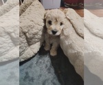 Small #2 Maltipoo (Toy)