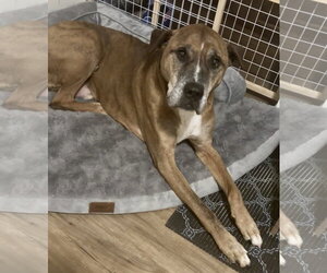 Brutus - Male German Shepherd Dog-Great Dane Mix Dog for Adoption - Photo #6
