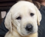 Small #1 Labrador Retriever