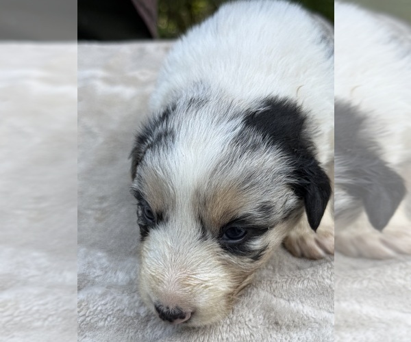 Medium Photo #1 Border Collie Puppy For Sale in MOSIER, OR, USA