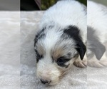 Puppy TriMerlePuppy9 Border Collie