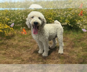 Mother of the Goldendoodle puppies born on 07/09/2025