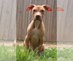Small #2 Mutt