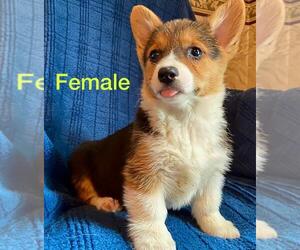Pembroke Welsh Corgi Puppy for sale in CONVOY, OH, USA