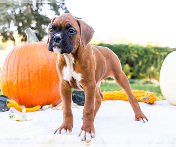 Medium Photo #1 Boxer Puppy For Sale in WAKARUSA, IN, USA